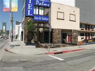 Hollywood Palms & Los Angeles